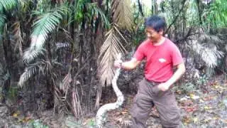 How to Catch a Boa Constrictor