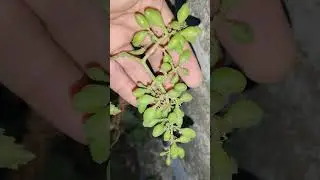 🍇 grapes 🍇