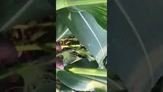7. Maize plant