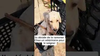 God Saved Dog Life  👁️.           #shorts   