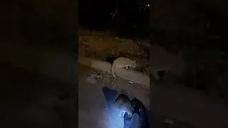 ЗЕРНА ПШЕНИЦЫ ПОПАДАЮТ В ГЛАЗА КОШКАМ.