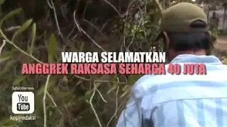 WARGA SELAMATKAN ANGGREK RAKSASA SEHARGA 40 JUTA