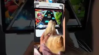 Baby cat lucu banget main games#shorts #kucing #kucinglucu #gameshorts