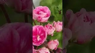 СиМ Диадема