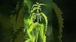 Крапива повышает имунитет.Польза и вред.