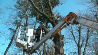 Срубить дерево, это не посадить!