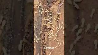 termites got a hold of my wood pile