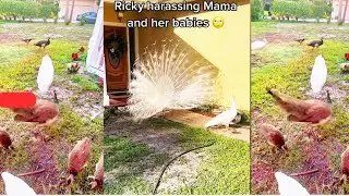 achi of us birds 🫶