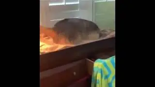 Нежеланный гость
