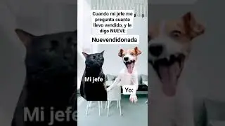 Oh es un chiste jefe!! #funnyreels #cool #funnyshorts #memes #risasymasrisas #funny #fyp #cat #cats