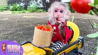 BiBi enjoys fruit from her dad's farm