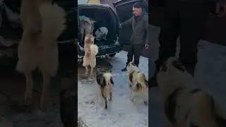 Прогулочка 