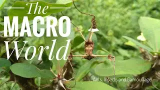 Beauty of The Macro World | Shot on Smartphone