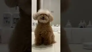 강아지가 선택한 향은?? 🐻🐻‍❄️🦭