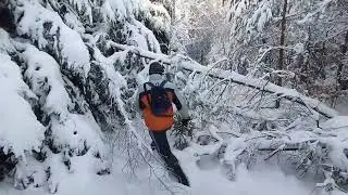 Stopování vlků v Lužických horách ( Tracking wolves in the Lusatian Mountains) 20.1.2024