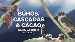 Aves Nocturnas, Cascadas y Cacao (Owls, Swimming & Cacao) | Antioquia, Colombia | Field Guides