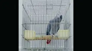 Amzing Talking and reciting Quran African Grey Parrot #africangrey #parrot #talking #recitingquran