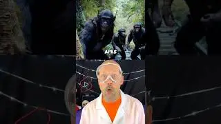 Monkeys take over