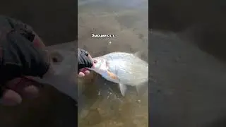 А Вы любите рыбку съесть?