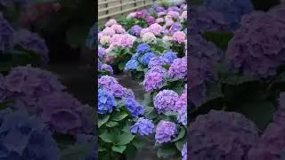 Зачем срезать бутоны с гортензии. 🌺