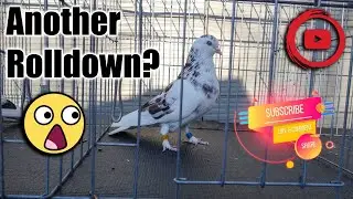 Another Roll Down? (Birmingham Roller Pigeons)