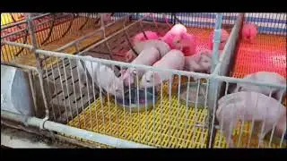 Tonisity Px  - Weaning Pigs in Vietnam