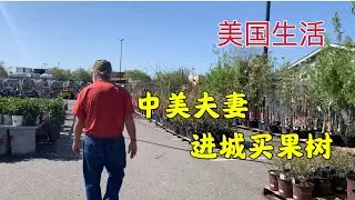 492 美国生活：中美夫妻进城买果树，第一次逛批发价格的小店