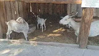 Козы козные