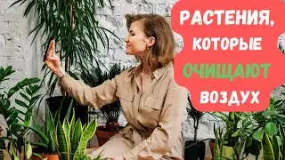 Растения, которые очищают воздух