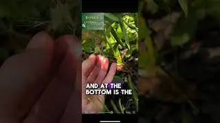 BUTTERFLY WEED…..#gardening #growfood #shortsfeed #shortsviral #growth #smallfarm  #growingseason