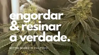 O que Realmente ENGORDA os BUDS