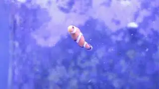 Pet Talk - Clownfish