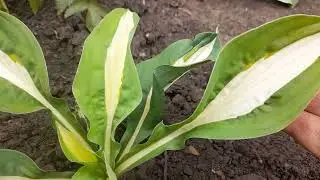 Хоста Риски Бизнесс (М)(лат. hosta Risky Business).Первогодка в хостарии.2023г. #хостаРискиБизнесс