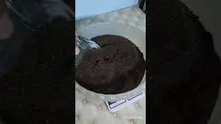 зоогумус чёрной ЛЬВИНКИ