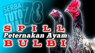Home Scale BULBI Chicken Farming SPILL