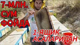 АСАЛ ҲОСИЛИ 2024 йил