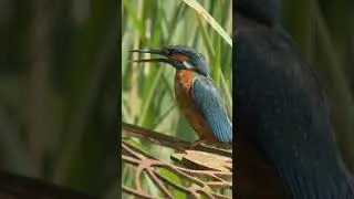 Kingfisher fight #birds #wildlifewatching #wildlife #wildlifefilm