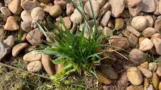 Solving Issues Is Like Pulling Weeds