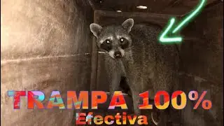 100% effective live animal trap