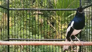 PANCINGAN KACER SANGAT CEPAT GACORKAN SEMUA LAWAN