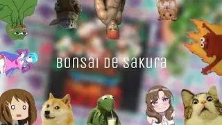 Mi nuevo cuadro de Bonsai 🎨🌎⛩️🎋🎏🎐🎶
