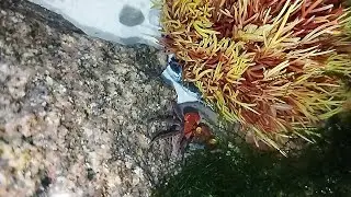 Новый житель 🦀 Краб Вампир. Есть потери 🥴