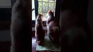 My boys thought they could catch the birds outside the window!