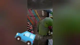 GREENIE SAYS I LOVE YOU! | Indian ringneck SPEAKS! | #shorts #Youtubeshorts