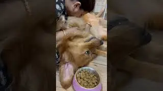 That’s the only thing she likes #retriever #dog #goldenretiever #dogbreed #pet #shortsviral #shorts