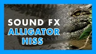 ALLIGATOR hiss - (Sound Effect) 🐊🐲
