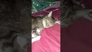 Коту 20 лет