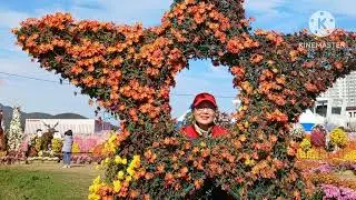 양산 국화 축제