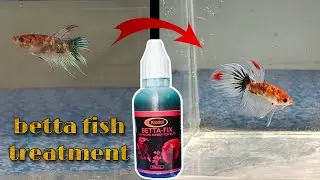 betta fish treatment | PLANTOZ |BETTA FISH all in one remedy for betta