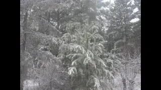 Вид из моего окна. Забайкалье. 14 04 2024